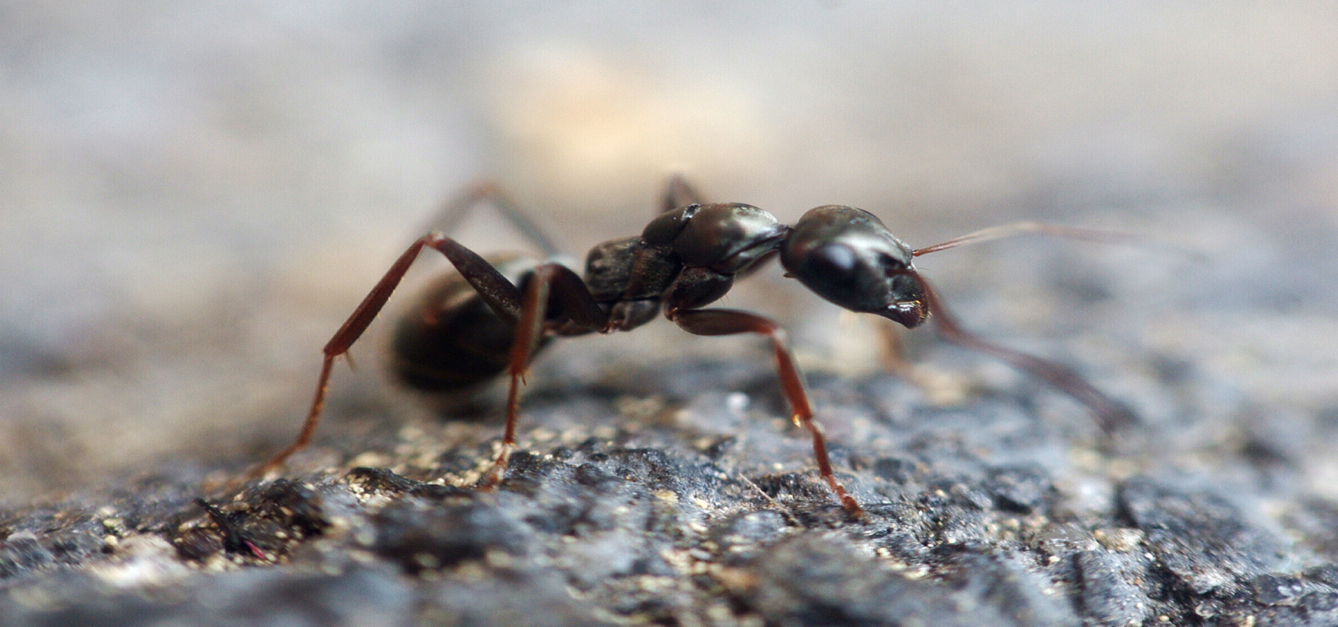 Intact Gestion Parasitaire | Extermination Montréal | Exterminateur